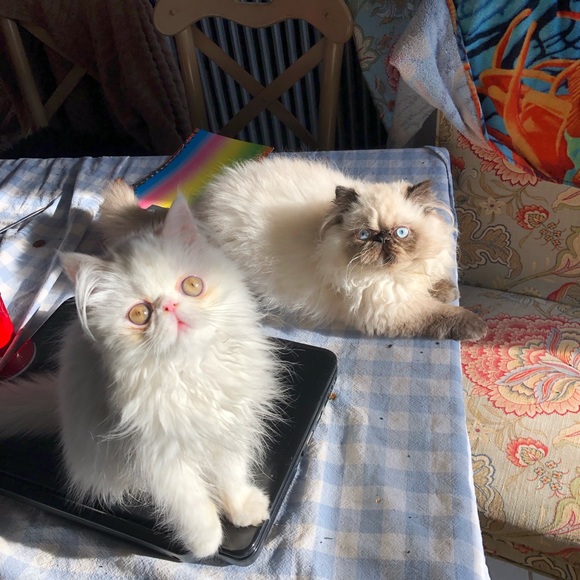 Meet your Posher, Lisa - Picture 7 of 7